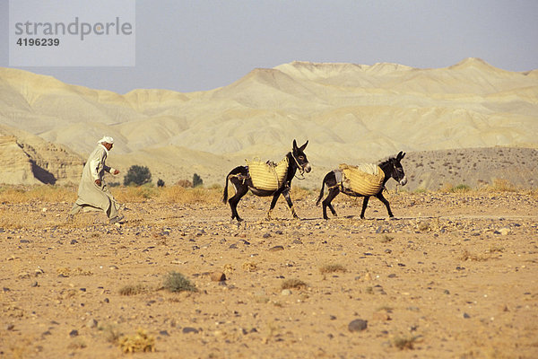 Marokkaner in der Wueste mit zwei Eseln Marokko