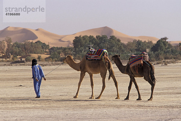 Kamele Kamel Marokko