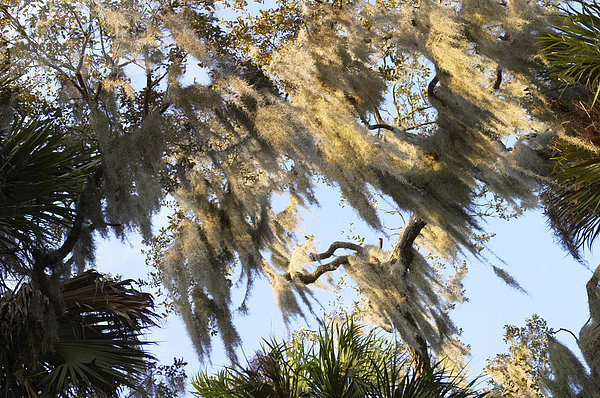 Spanisch Moos im Myakka River State Park Florida Tillandsia usneoides