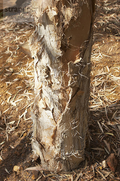 Stamm des Paper Bark Baum Karijini National Park Melaleuca leucadendron