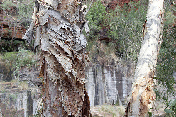 Stamm des Paper Bark Baum Karijini National Park Melaleuca leucadendron