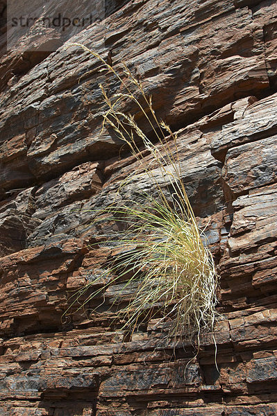 Gras waechst an Felsen