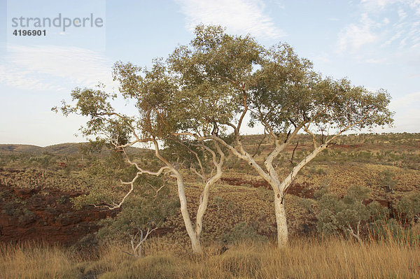 Zwei Snappy Gum Trees Karijini National Park Pilbara Region Westaustralien WA