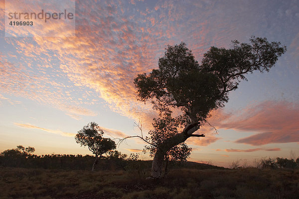 Sonnenuntergang mit schoenen Abendhimmel und Baum im Vordergrund Pilbara Region Westaustralien WA