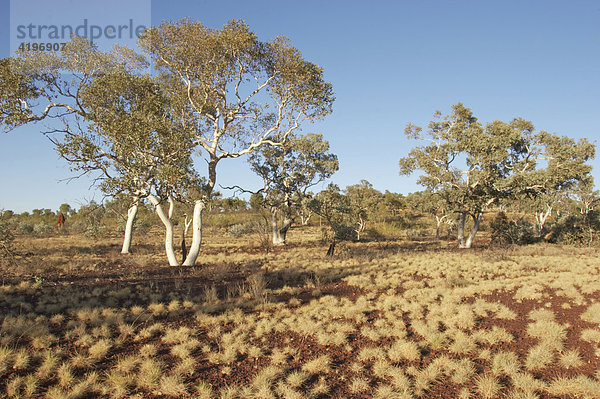 Landschaft mit Spinifexgras und Snappy Gum Trees im Karijini National Park Pilbara Region Westaustralien WA