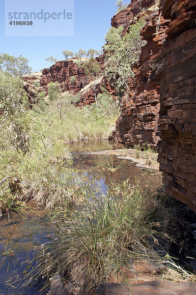 Hancock Gorge und Riedgras Stiffleaf Sedge Cyperus vaginatus Karijini National Park Pilbara Region Westaustralien WA