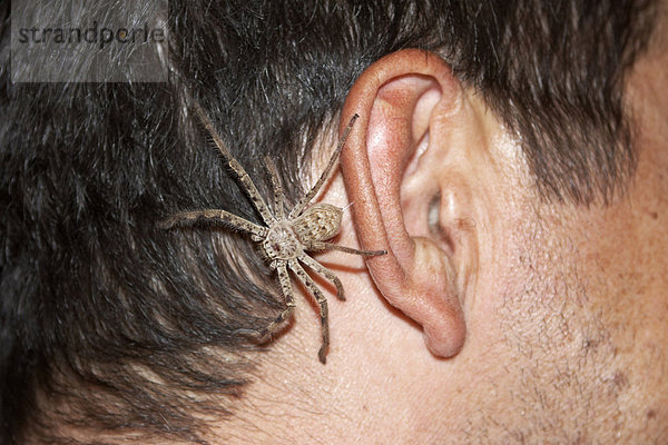 Gewoehnliche Huntsman Spinne am Ohr Riesenkrabbenspinne oder Isopedella