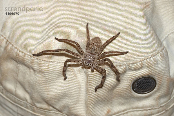 Gewoehnliche Huntsman Spinne auf der Kappe Riesenkrabbenspinne oder Isopedella