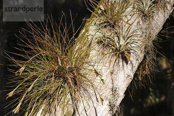 Epiphyten Schmarotzer Pflanze im Myakka River State Park Florida  USA
