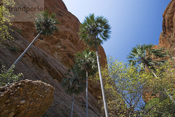 Blick in den Himmel  Mini Palms Wanderweg  Bungle Bungle  Unesco Weltkulturerbe  Purnululu National Park  Kimberley  Westaustralien WA  Australien