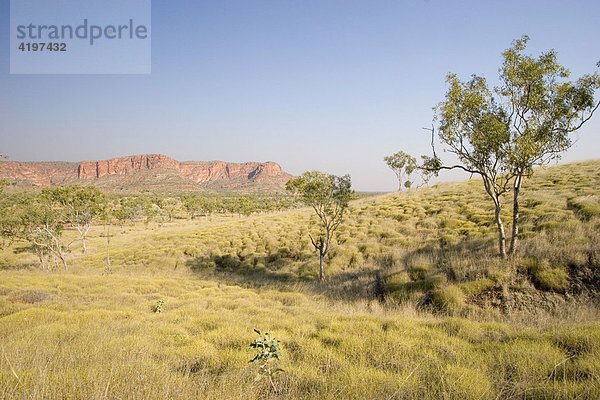 Lookout Kungkalanayi  Spinifex Gras  Bungle Bungle  Purnululu National Park  Unesco Weltkulturerbe  Kimberley  Westaustralien  Australien