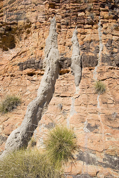 Termitenbau am Fels  Bungle Bungle  Purnululu National Park  Kimberley  Westaustralien  Australien
