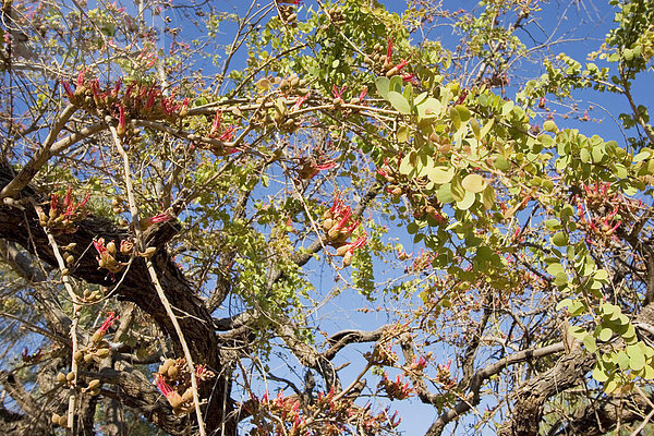 Kimberley Bauhinien Strauch (Bauhinia cunninghamii)  Purnululu National Park  Kimberley  Westaustralien  WA  Australien