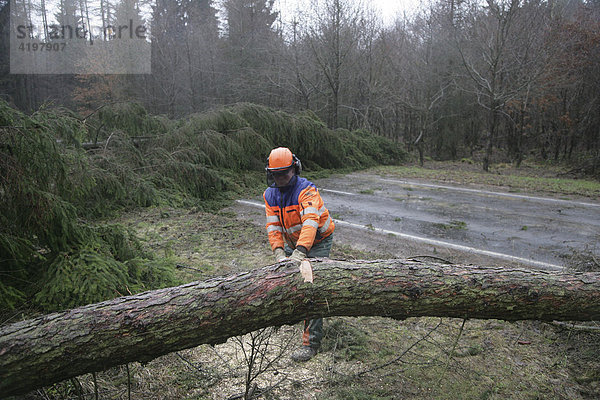 Ein Mitarbeiter der Strassenmeissterei zersägt Bäume  die vom Orkan Kyrill umgeworfen wurden.