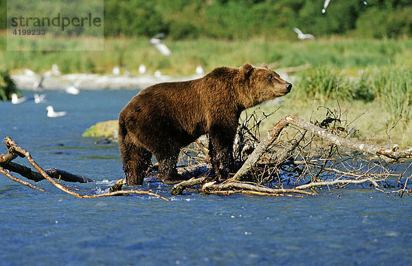Braunbär (Ursus arctos)  steht zwischen Ästen im Fluss  Katmai-Nationalpark  Alaska