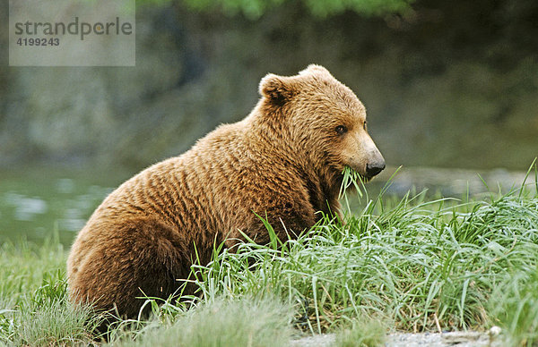 Braunbär (Ursus arctos)  frisst Riedgras  Katmai-Nationalpark  Alaska