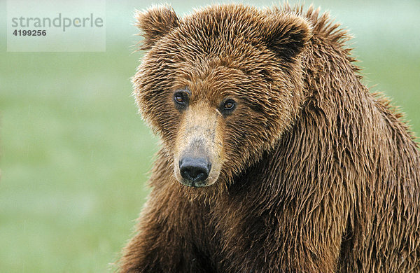 Braunbär (Ursus arctos) Porträt  Katmai N.P.  Alaska