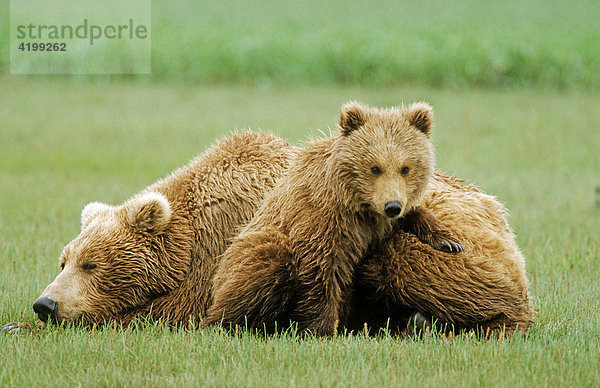 Braunbär (Ursus arctos) Mutter und Junges  Katmai N.P.  Alaska