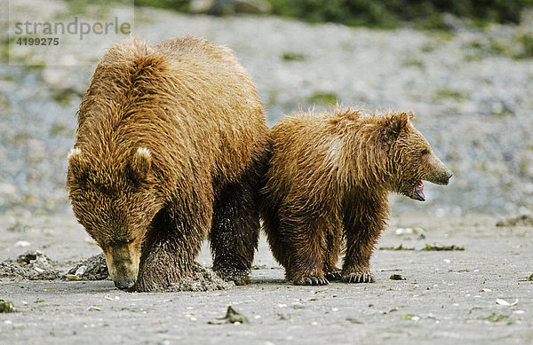 Braunbären (Ursus arctos) Mutter mit Jungem auf der Nahrungssuche  Katmai N.P.  Alaska