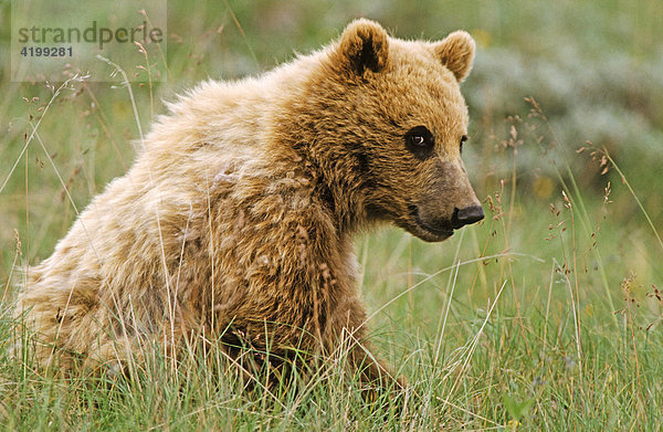Braunbär (Ursus arctos) sitzend  Denali-Nationalpark  Alaska  USA  Nordamerika
