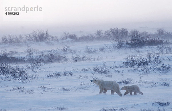 Eisbären (Ursus maritimus)  Mutter und Jungtier  Hudson Bay  Kanada  Nordamerika