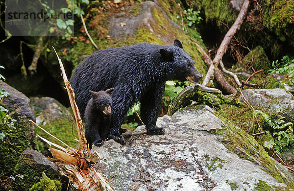 Schwarzbärin (Ursus americanus) mit ihrem Jungen bei der Nahrungssuche  Südost Alaska