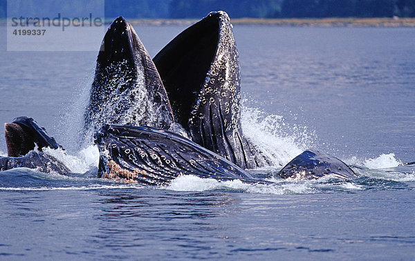 Mehrere Buckelwale im Wasser (Megaptera novaeangliae) Alaska  Amerika