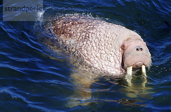 Pazifisches Walross (Odobenus rosmarus divergens) schwimmt im Meer  Beringsee  Alaska