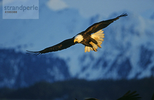 Weißkopfseeadler (Haliaeetus leucocephalus) im Landeanflug  Alaska