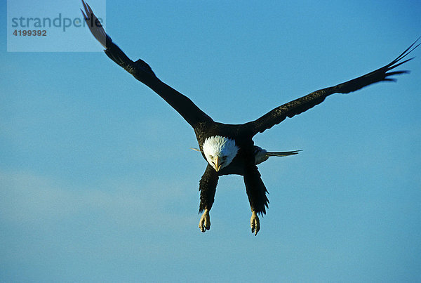 Weißkopfseeadler (Haliaeetus leucocephalus) im Landeanflug  Alaska