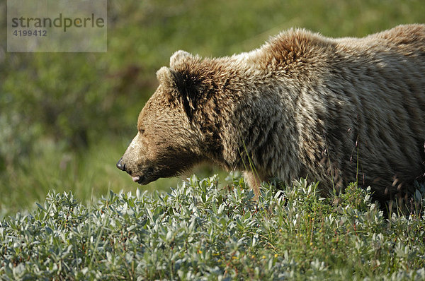 Braunbär (Ursus arctos) durchstreift die Tundra - Denali National Park  Alaska  USA