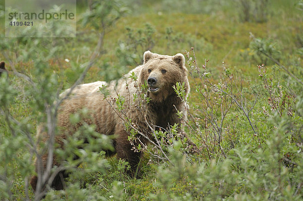 Braunbär (Ursus arctos) - Denali National Park  Alaska  USA