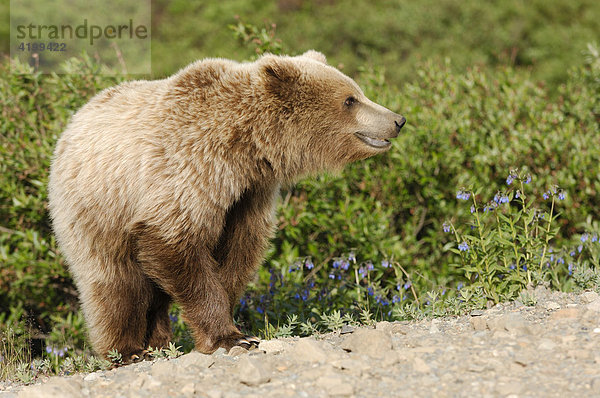 Braunbär (Ursus arctos) durchstreift den Denali National Park  Alaska  USA