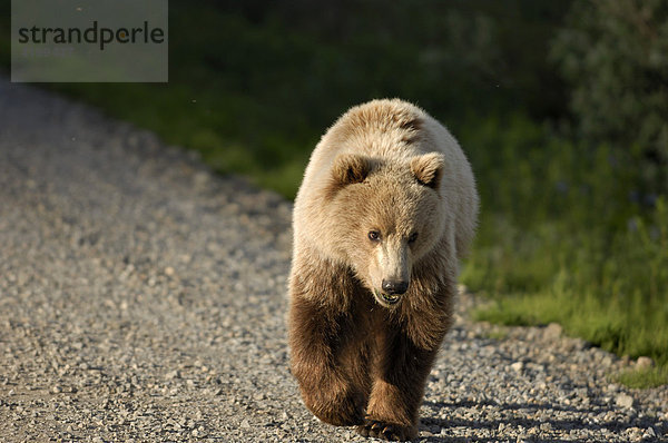 Braunbär (Ursus arctos) durchstreift den Denali National Park  Alaska  USA