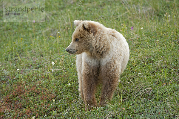 Braunbär (Ursus arctos) - Denali National Park  Alaska  USA