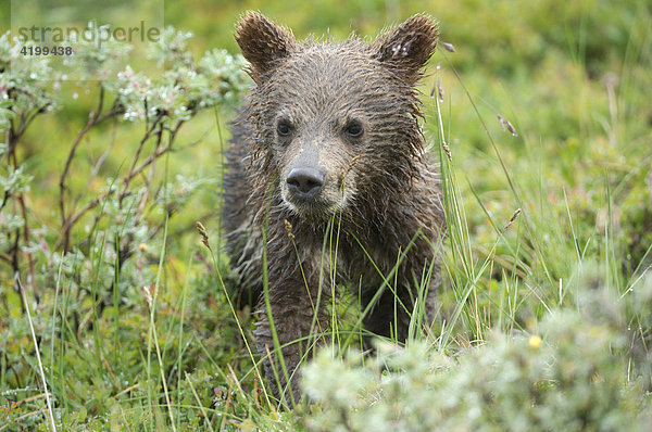 Porträt eines jungen etwa sechs Monate alten Braunbären (Ursus arctos) - Denali National Park  Alaska  USA