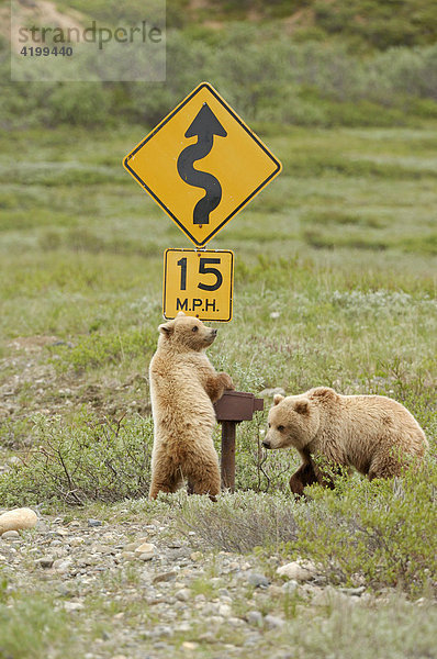 Zwei junge Braunbären (Ursus arctos) untersuchen ein Straßensignal im Denali National Park  Alaska  USA