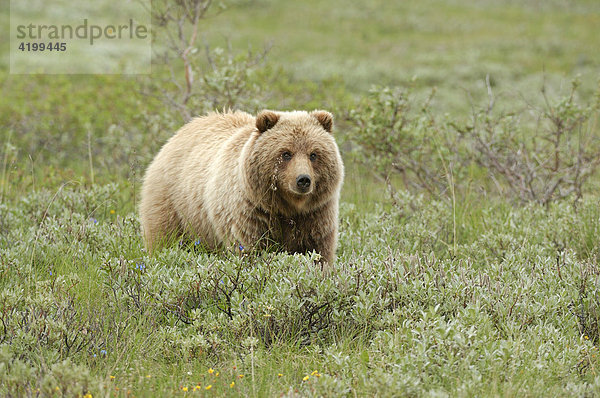 Braunbär (Ursus arctos) durchstreift die Tundra im Denali Nationalpark  Alaska  USA