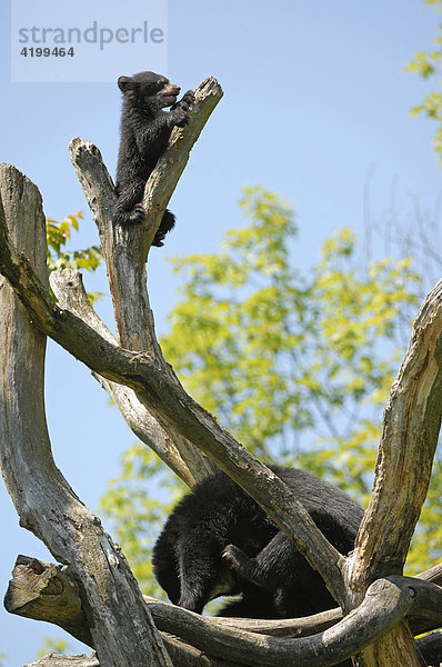 Kleiner Brillenbär (Tremarctos ornatus) ganz oben  Zoo Zürich  Schweiz