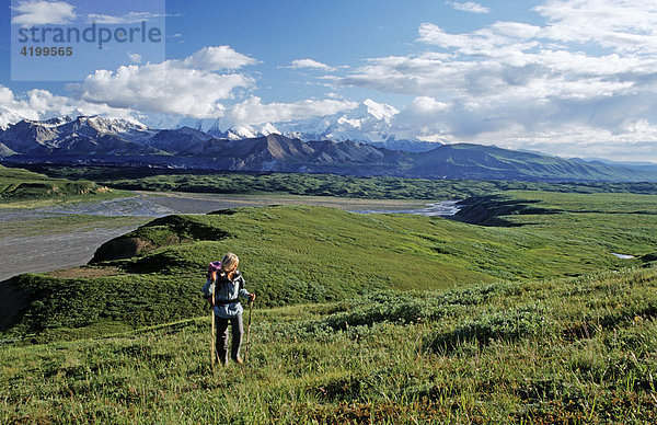 Wandern durch den Denali Nationalpark  hinten der Mt. McKinley  Alaska
