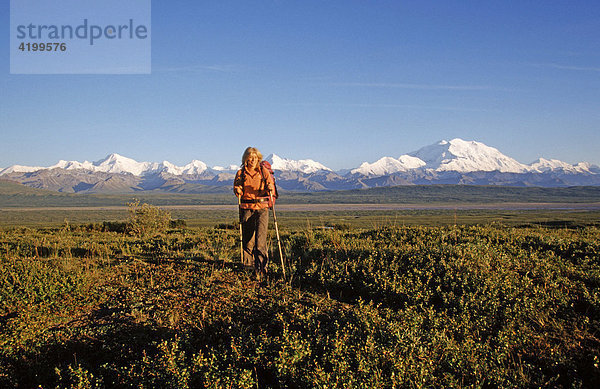 Wandern durch den Denali Nationalpark  hinten der Mt. McKinley  Alaska