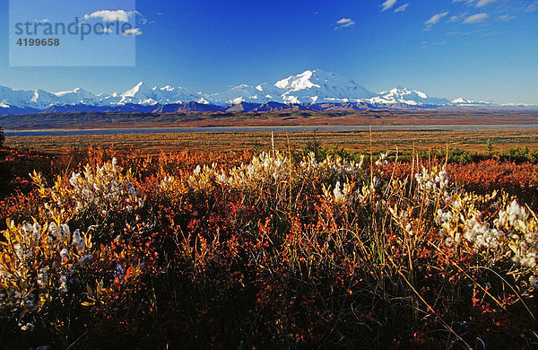 Mt. McKinley mit Alaska Range und farbiger Herbsttundra  Denali N.P.  Alaska  USA