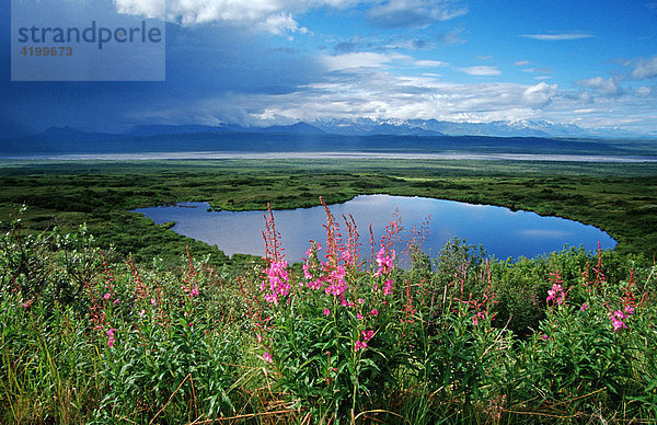 Tundra mit Biberteich  Denali N.P.  Alaska  USA