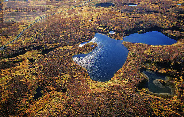 Bibertümpel in der herbstlich gefärbten Tundra  Denali N.P.  Alaska  USA