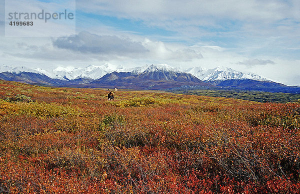 Elch in der Herbstundra mit der Alaska Range  Denali N.P.  Alaska  USA