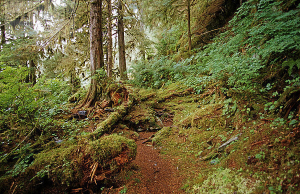 Tongass Regenwald  der grösste zusammenhängende gemässigte Regenwald der Welt - Südost Alaska  USA