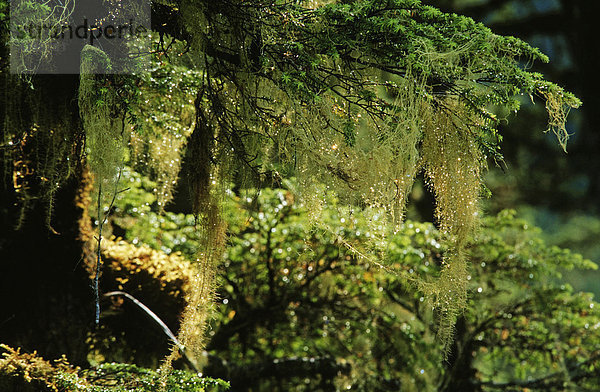 Flechten hängen von einer Sitka Fichte (Picea sitchensis) runter - Südost Alaska  USA