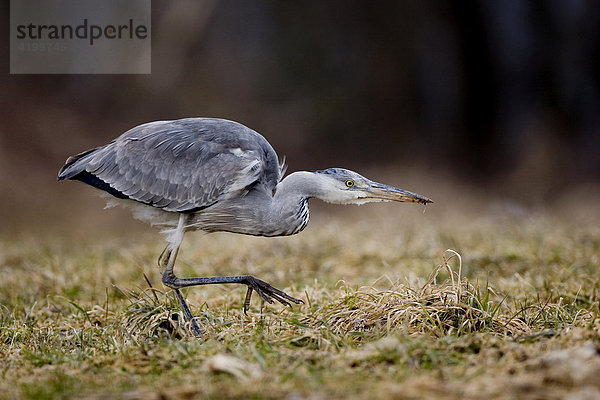 Graureiher Ardea cinerea