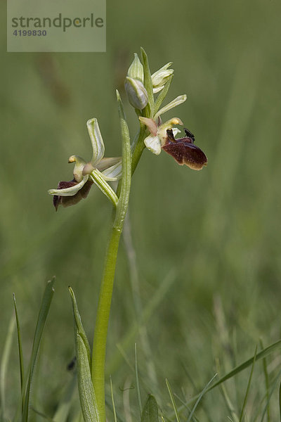 Spinnenragwurz Ophrys sphegodes