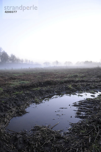 Abendnebel über einem Feld